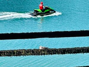 Scooter des mers et goéland