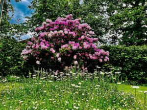 Fleurs de printemps