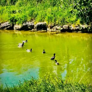 Canards sur le canal de l'Ourcq à Sevran